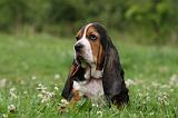 BASSET HOUND 036